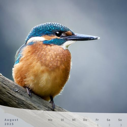 Eisvogel am Ast als Motiv für den Monatskalender