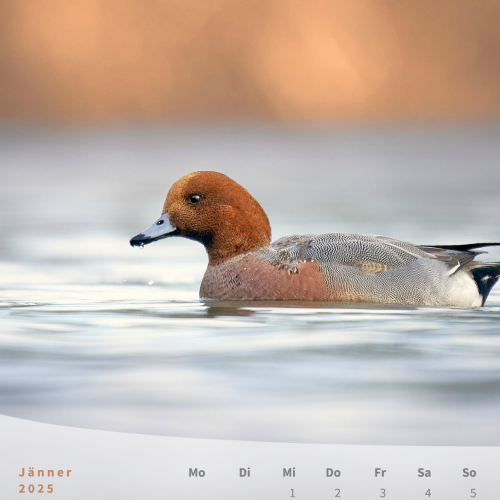 Pfeifente als Naturmotiv für den Monatskalender