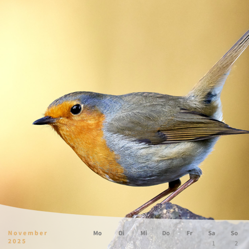 Rotkehlchen als Naturmotiv für den Monatskalender
