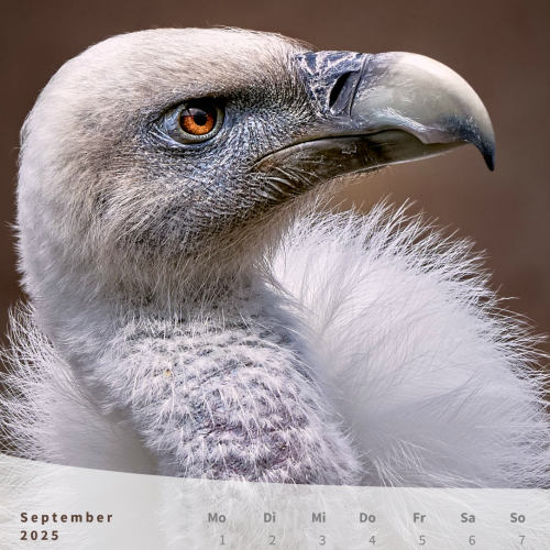 Gänsegeier als Vogelmotiv im Monatskalender
