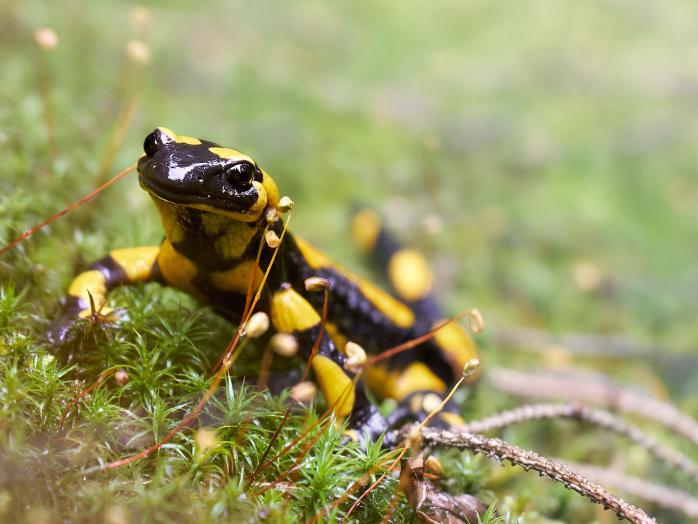 Aufnahme eines Feuersalamanders im Wald der auf Moos sitzt.
