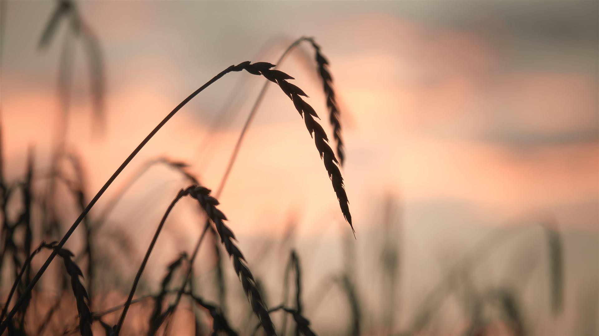 Getreideähren am Feld