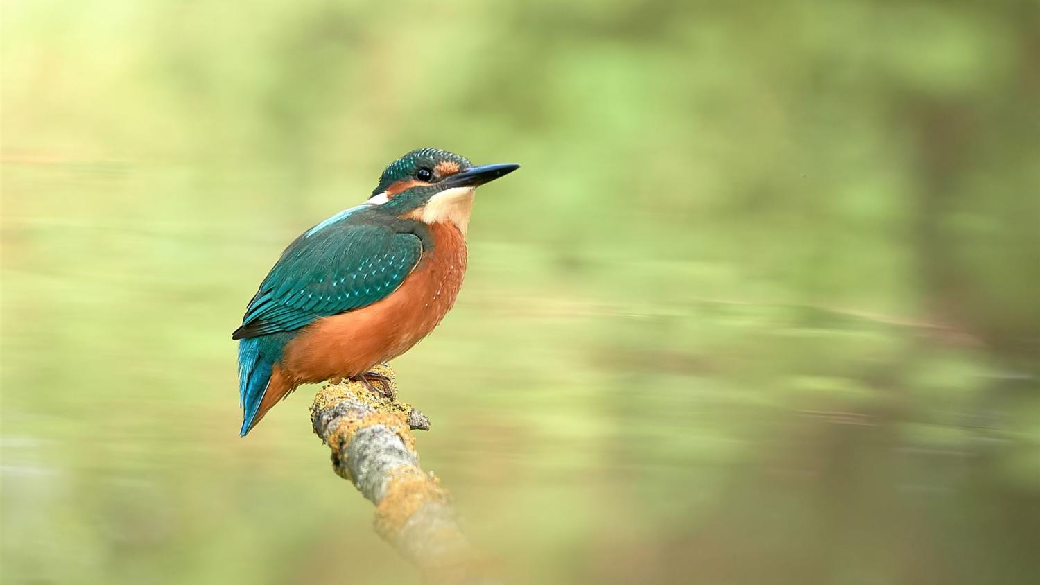 Eisvogel am Ansitzast