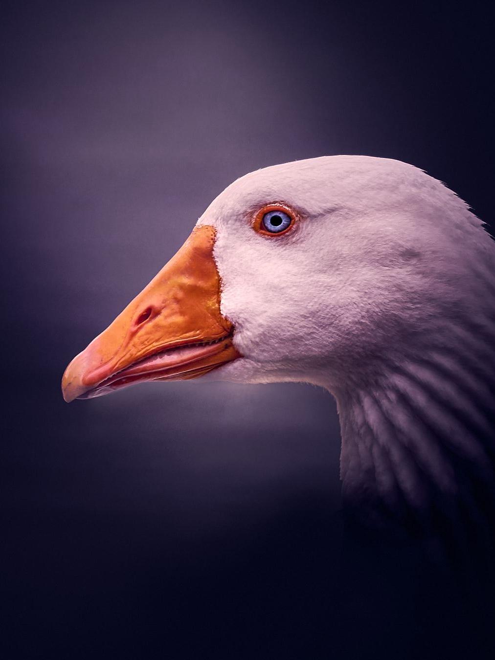 Nahaufnahmer Gans mit blauen Augen, vor einem sanften violetten Hintergrund.