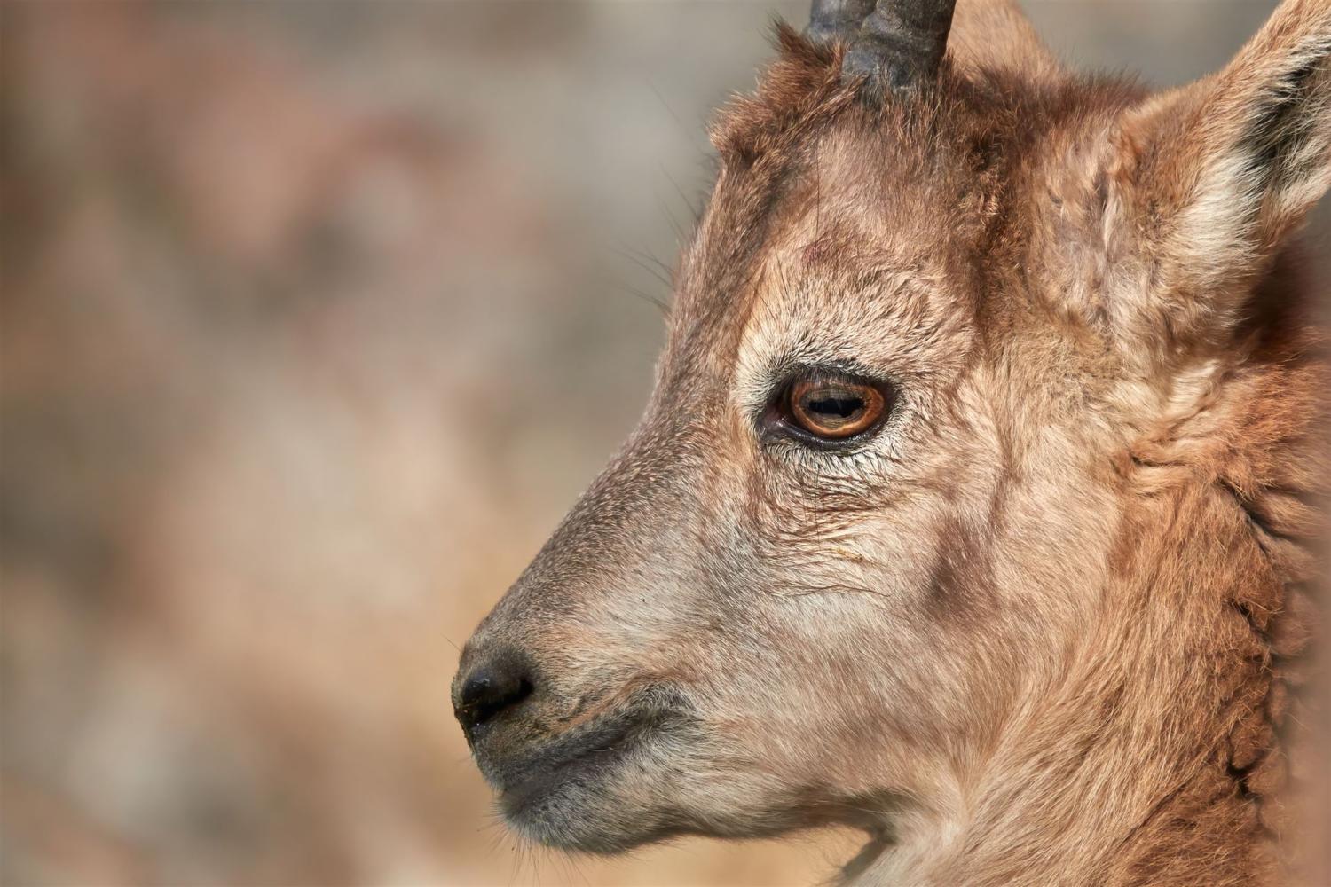 Alpensteinbock Jungtier