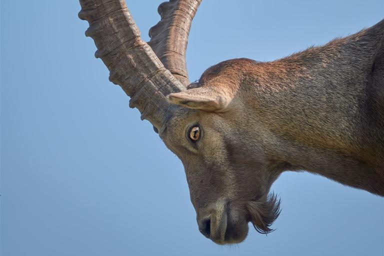 Alpensteinbock