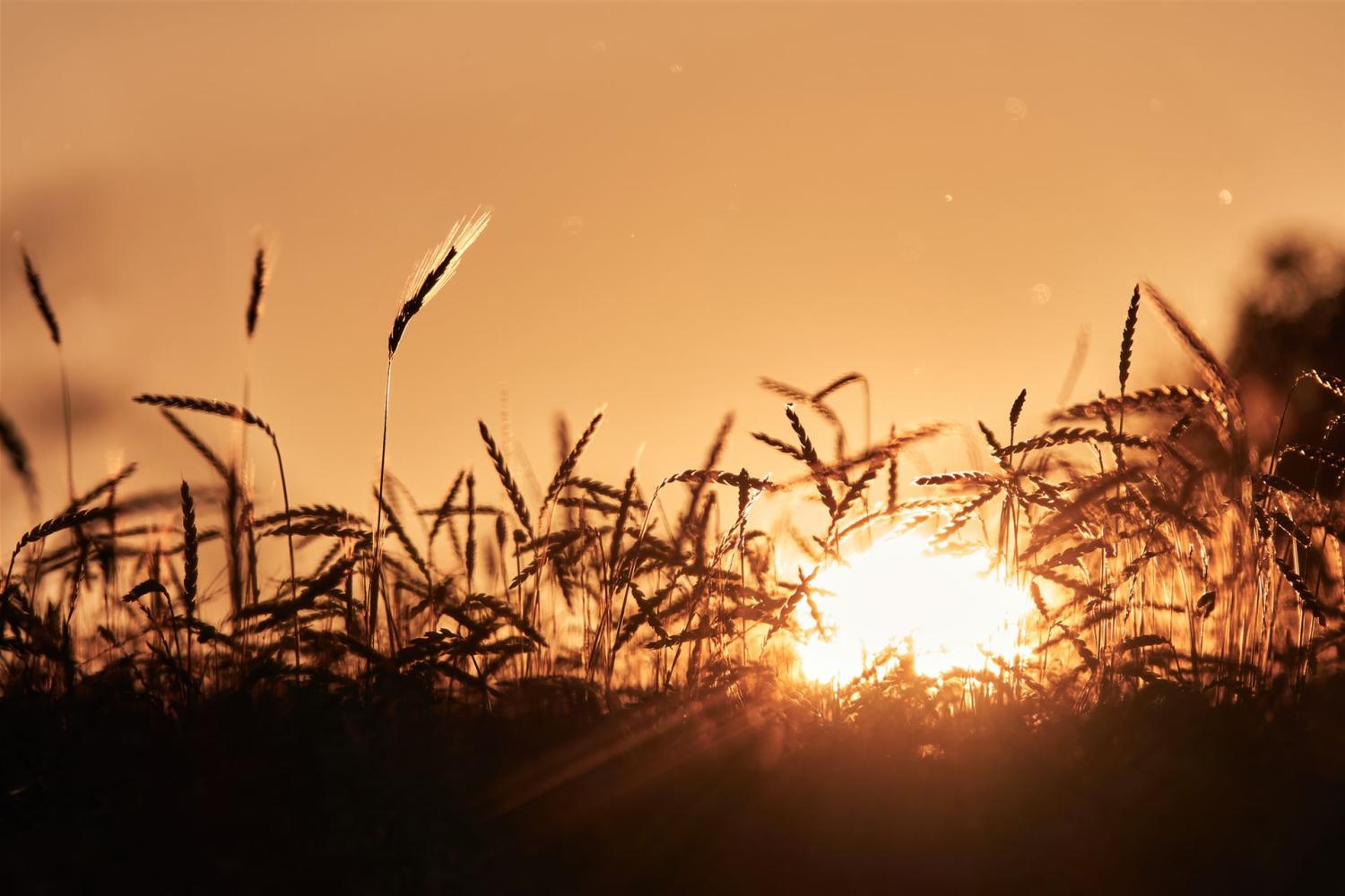 Getreidefeld im Sonnenuntergang