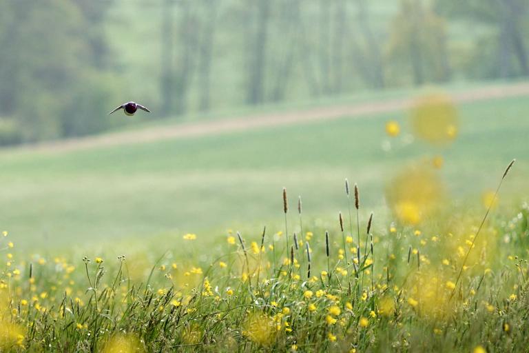 Aufnahme einer Rauchschwalbe im Flug über die blühende Wiese.