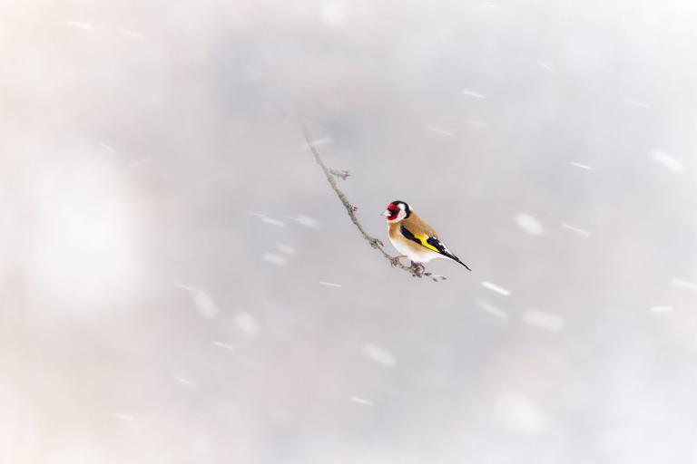 Aufnahme eines Stieglitzes auf einem Ast sitzend, oinmitten des Schneetreibens.