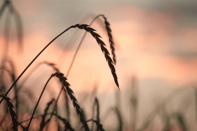 Getreideähren am Feld