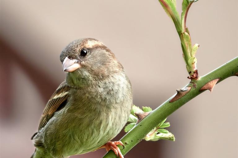 Haussperling Weibchen