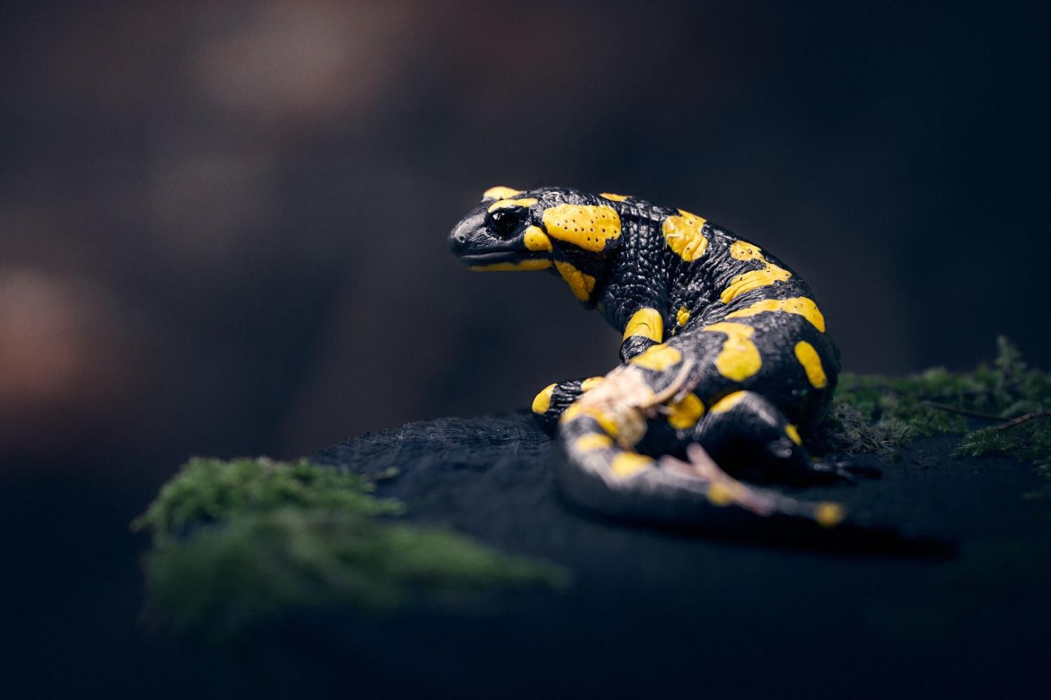Aufnahme eines Feuersalamanders im Wald, auf einem Baustumpf sitzend.