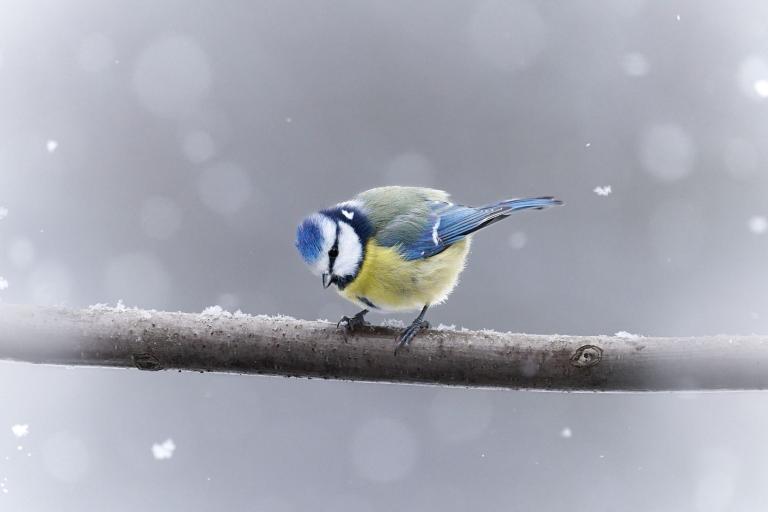 Aufnahme einer Blaumeise im Schneefall, auf einem Ast sitzend