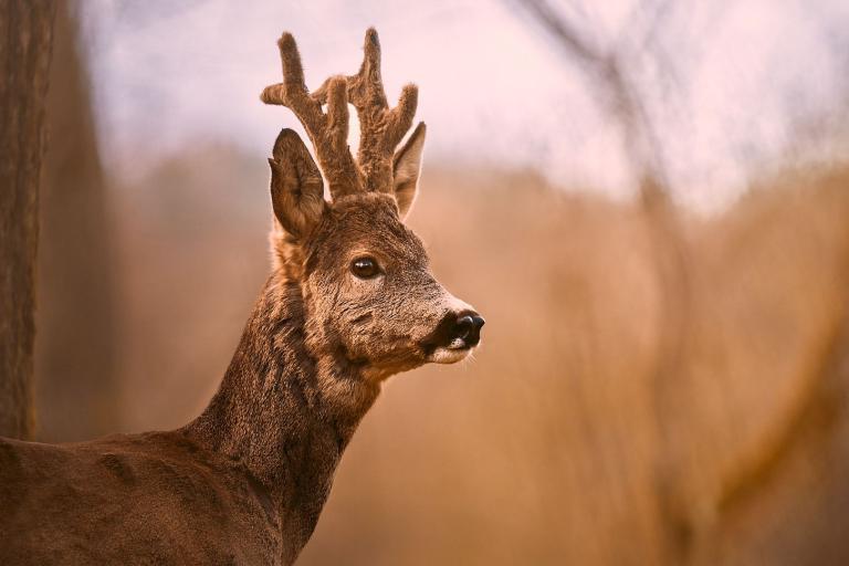 Porträt eines Rehbocks im Wald