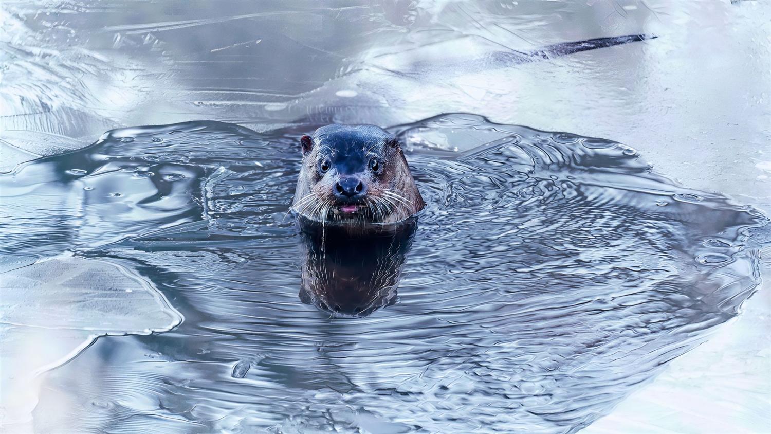 Bild eines aus dem zugefrorenen Fluss schauenden Fischotters