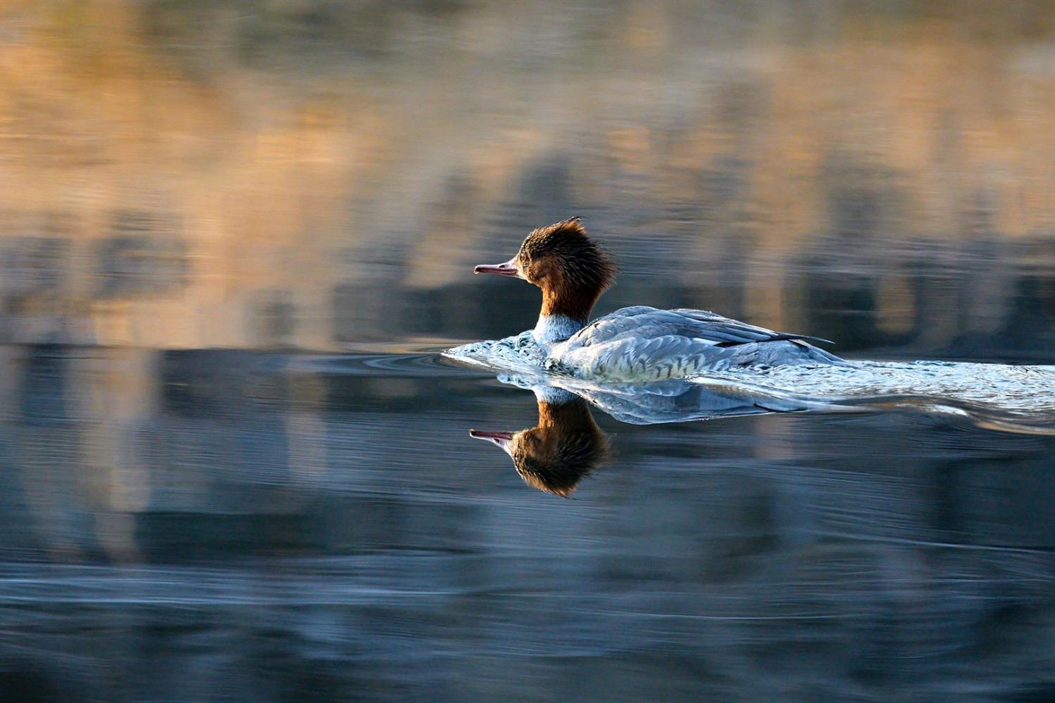 Weiblicher Gänsesäger schwimmt im Morgenlicht am Fluss.