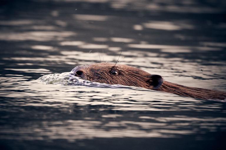 Porträt eines schwimmenden Bibers im Fluss