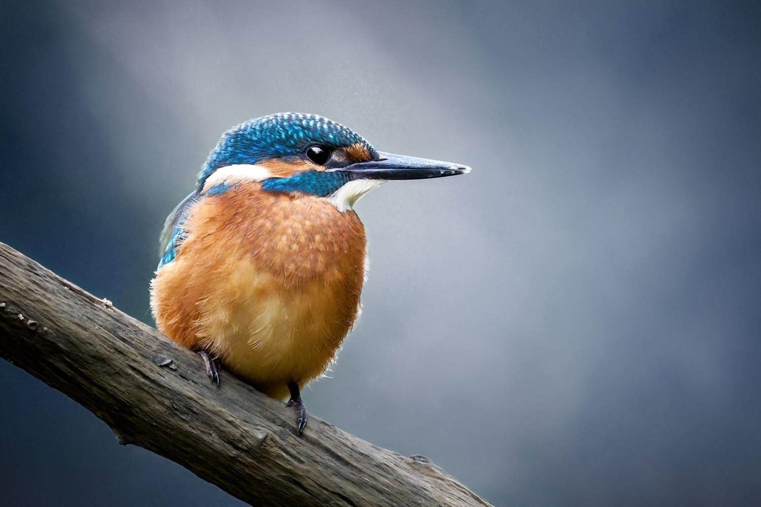 Aufnahme eines lauernden Eisvogels am Ast vor blauem Hintergrund