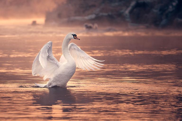 Aufnahme eines Höckerschwans am Fluss im ersten Morgenlicht mit gespreizten Flügeln