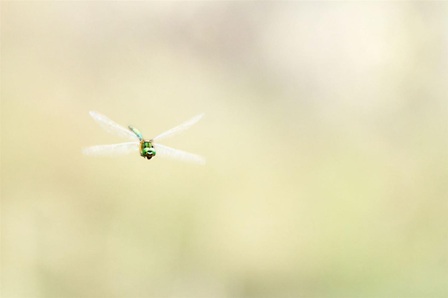 Libelle im Flug