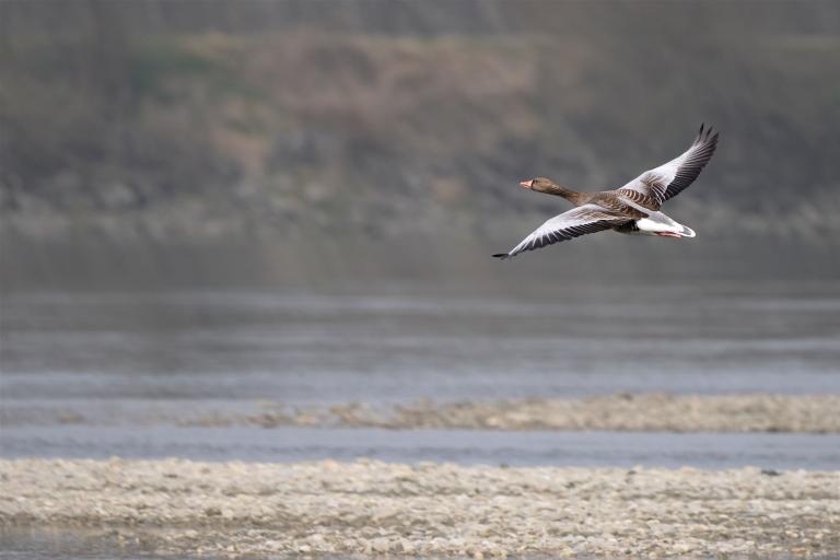 Graugans im Flug